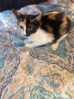 Tinley -  Domestic Short Hair Cat for Adoption in Liverpool, Texas - Tinley | PetCurious