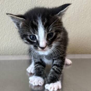 Gilbert -  Domestic Short Hair Cat for Adoption in Clavet, Saskatchewan - Gilbert | PetCurious