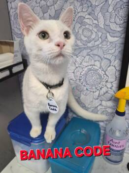 Banana Code -  Domestic Short Hair Cat for Adoption in Rome, Georgia - Banana Code | PetCurious