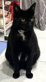 Oscar -  Domestic Short Hair Cat for Adoption in New York, New York - Oscar | PetCurious