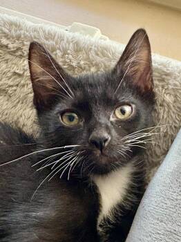 Rescue Tuxedo Cats for Adoption in Chandler, Arizona - Finlay Showcat | PetCurious