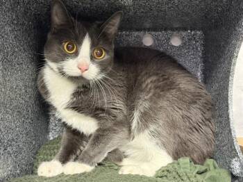 Magnet -  Domestic Short Hair Cat for Adoption in New York, New York - Magnet | PetCurious