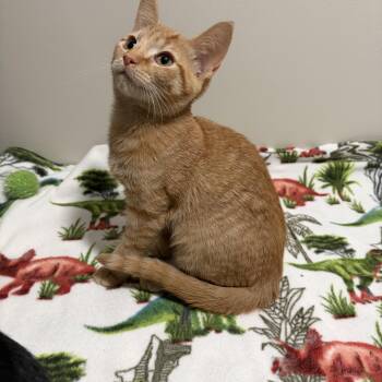 Joey -  Domestic Short Hair Cat for Adoption - Joey | PetCurious