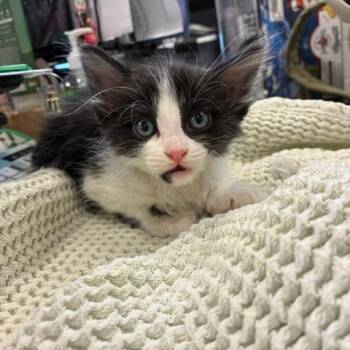 Pogo Stick -  Domestic Short Hair Cat for Adoption in Spokane, Washington - Pogo Stick | PetCurious