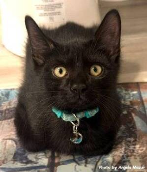 Knox -  Domestic Short Hair Cat for Adoption in Oak Ridge, Tennessee - Knox | PetCurious