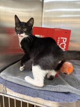 Kit Kat -  Domestic Short Hair Cat for Adoption in Westland, Michigan - Kit Kat | PetCurious