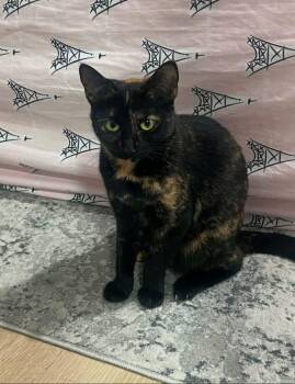 Domestic Short Hair Cats Available for Adoption - Beans | PetCurious