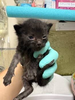 BILLY -  Domestic Short Hair Cat for Adoption in Riverside, California - BILLY | PetCurious