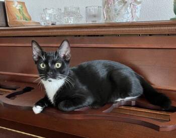 *DRIZZLE -  Domestic Short Hair Cat for Adoption in Woodland, California - *DRIZZLE | PetCurious