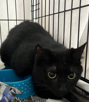 Newton -  Domestic Short Hair Cat for Adoption in Williamsburg, Virginia - Newton | PetCurious