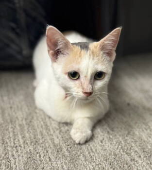 Rescue Domestic Short Hair Cats for Adoption in Rockaway, New Jersey - Pasta KITTEN | PetCurious