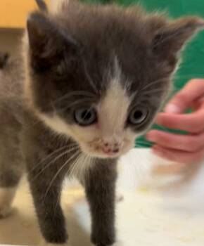 Domestic Short Hair Cats Available for Adoption in Elizabethton, Tennessee - ARIEL | PetCurious