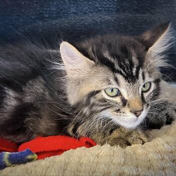 JD -  Domestic Medium Hair Cat for Adoption in Huntsville, Alabama - JD | PetCurious