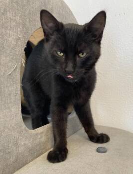 Levi -  Domestic Short Hair Cat for Adoption in Eureka, California - Levi | PetCurious