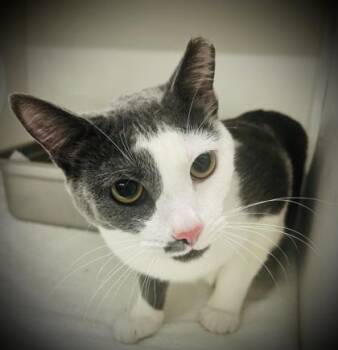 Domestic Short Hair Cats Available for Adoption in Savannah, Georgia - Moonly | PetCurious