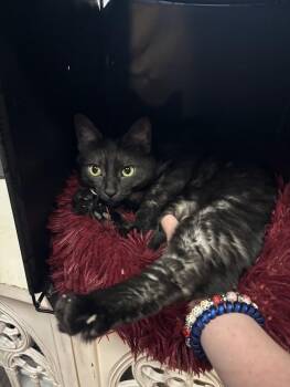 Mipha -  Domestic Short Hair Cat for Adoption in The Colony, Texas - Mipha | PetCurious