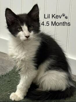 Domestic Medium Hair Cats Available for Adoption in Telford, Pennsylvania - Lil Kev (Free At Last Litter) Group #3 | PetCurious