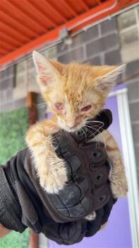 61179014 -  Domestic Medium Hair Cat for Adoption in El Paso, Texas - 61179014 | PetCurious