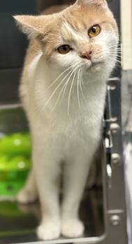 Rescue Domestic Short Hair Cats for Adoption in Ravenna, Ohio - Wasabi | PetCurious
