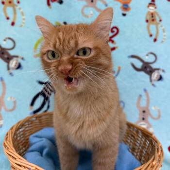 Reese -  Domestic Short Hair Cat for Adoption in Riverwoods, Illinois - Reese | PetCurious
