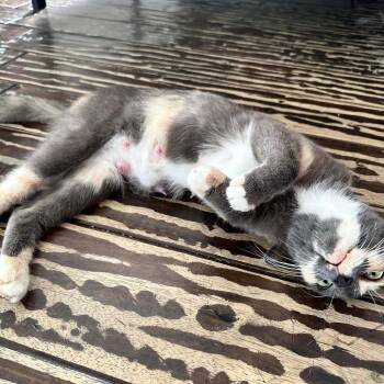 Music -  Domestic Short Hair Cat Available for Adoption in Brea, California - Music | PetCurious