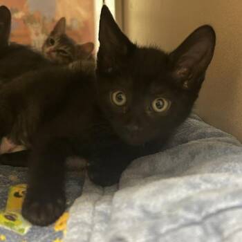 Domestic Short Hair Cats Available for Adoption in Dublin, California - Arietty | PetCurious