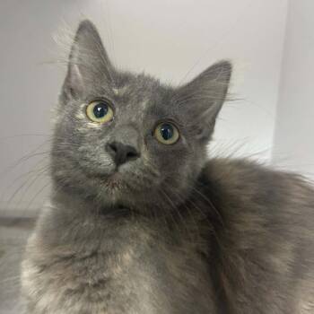 Trixie-4925 -  American Bobtail and Domestic Medium Hair Cat for Adoption in Tyler, Texas - Trixie-4925 | PetCurious