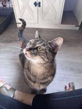 Rescue Domestic Short Hair Cats for Adoption in West Lafayette, Indiana - Prince & Friendly (foster To Adopt) | PetCurious