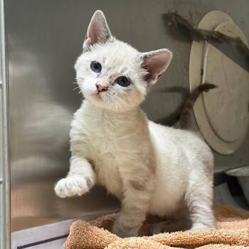 Astrid -  Domestic Medium Hair Cat for Adoption in Milton, Florida - Astrid | PetCurious