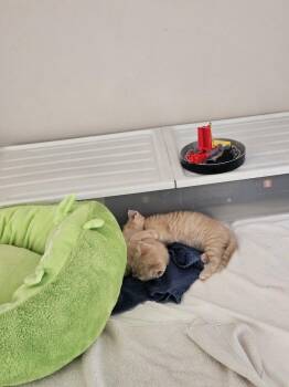 Totodile -  American Shorthair Cat for Adoption in Virginia Beach, Virginia - Totodile | PetCurious