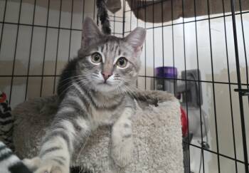 Nico -  Domestic Short Hair Cat for Adoption in San Jose, California - Nico | PetCurious