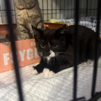 Yurei Carter -  Domestic Short Hair Cat for Adoption in Eagle Mountain, Utah - Yurei Carter | PetCurious