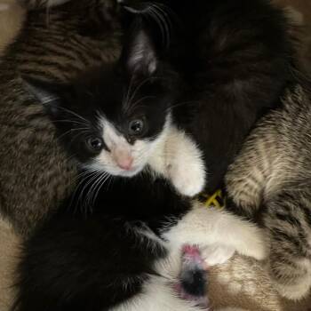 Domestic Short Hair Cats Available for Adoption in Wappingers Falls, New York - London | PetCurious