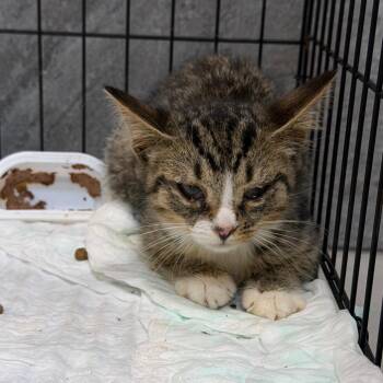 Piglet -  Domestic Short Hair Cat for Adoption in Newark, New Jersey - Piglet | PetCurious