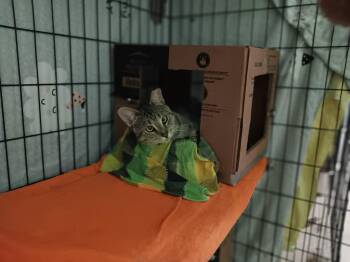 Rescue Domestic Short Hair Cats for Adoption in New York, New York - Focus | PetCurious