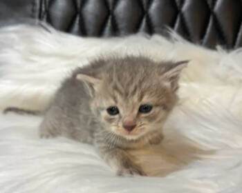 Rescue Domestic Short Hair Cats for Adoption in Wyoming, Michigan - Stacee | PetCurious