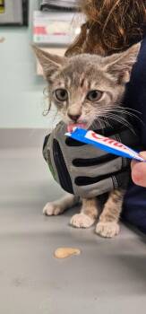 Asher -  Domestic Short Hair Cat for Adoption in Athens, Tennessee - Asher | PetCurious