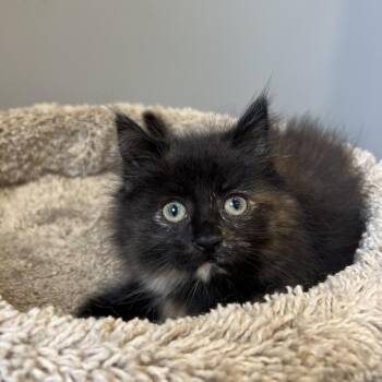 Tiny Hiney -  Domestic Medium Hair Cat for Adoption in Puslinch, Ontario - Tiny Hiney | PetCurious