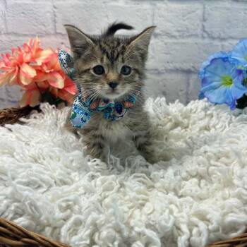 Spunky -  Domestic Short Hair Cat for Adoption in Harrisonburg, Virginia - Spunky | PetCurious