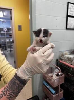 Domestic Short Hair Cats Available for Adoption in Columbus, Indiana - Sprinkles | PetCurious