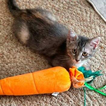 Libby Lucille -  Domestic Medium Hair Cat for Adoption in Yankton, South Dakota - Libby Lucille | PetCurious