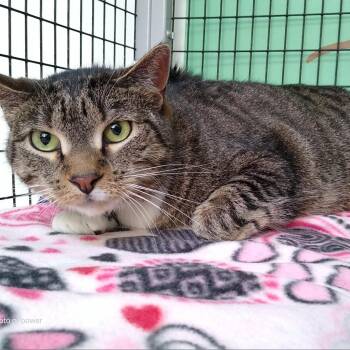 Daphne -  Domestic Short Hair Cat for Adoption in Riverwoods, Illinois - Daphne | PetCurious