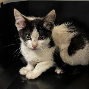 Ruby -  Domestic Short Hair Cat for Adoption in Concord, North Carolina - Ruby | PetCurious