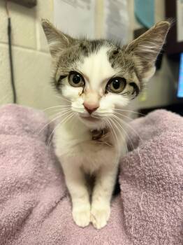 Furiosa -  Domestic Medium Hair Cat for Adoption in Nashville, Tennessee - Furiosa | PetCurious