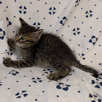 Sparrow (green collar) -  Domestic Short Hair Cat for Adoption in Coos Bay, Oregon - Sparrow (green Collar) | PetCurious