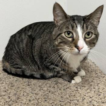 Domestic Short Hair Cats Available for Adoption - Robby | PetCurious