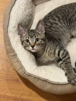 Rescue Domestic Short Hair Cats for Adoption in Roberts Creek, British Columbia - Lucy | PetCurious