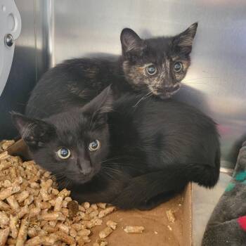 WAGS-Stray-22297_2 -  Domestic Short Hair Cat for Adoption in Westminster, California - WAGS-Stray-22297_2 | PetCurious