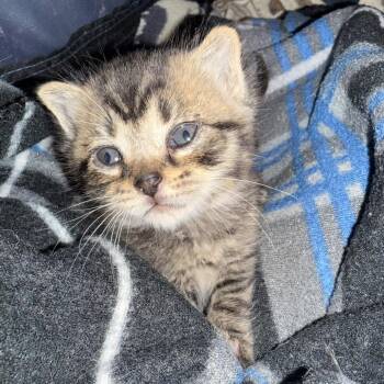 Roley Poley -  Domestic Medium Hair Cat for Adoption in Delaware, Ohio - Roley Poley | PetCurious