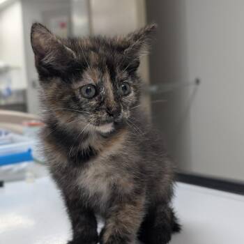 Naomi -  Domestic Short Hair Cat for Adoption in Canton, Illinois - Naomi | PetCurious